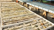 Core on display at RTG Mining's Mabilo copper-gold project in the Philippines' Camarines Norte province. Credit: RTG Mining